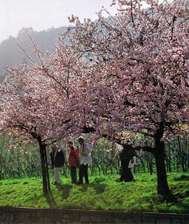 Mandelblütenfest in Gimmeldingen 2020 abgesagt