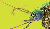 Führung> Parasiten. Life Undercover Führung> Parasiten. Life Undercover