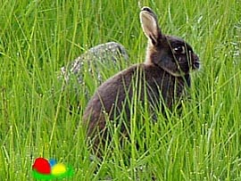 ... dem Osterhasen auf der Spur