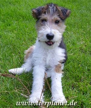 DoggyDay im Neanderthal Museum 2025 DoggyDay im Neanderthal Museum 2025