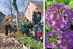 Pflanzenmarkt am Kiekeberg Pflanzenmarkt am Kiekeberg