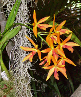Orchideenschau in Schleife 2018 Orchideenschau in Schleife 2018